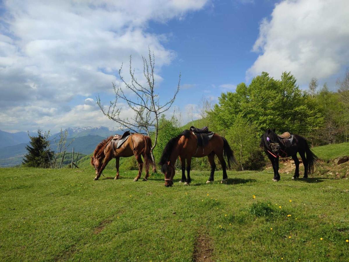 Villa Koliba Marijanovic à Andrijevica Extérieur photo